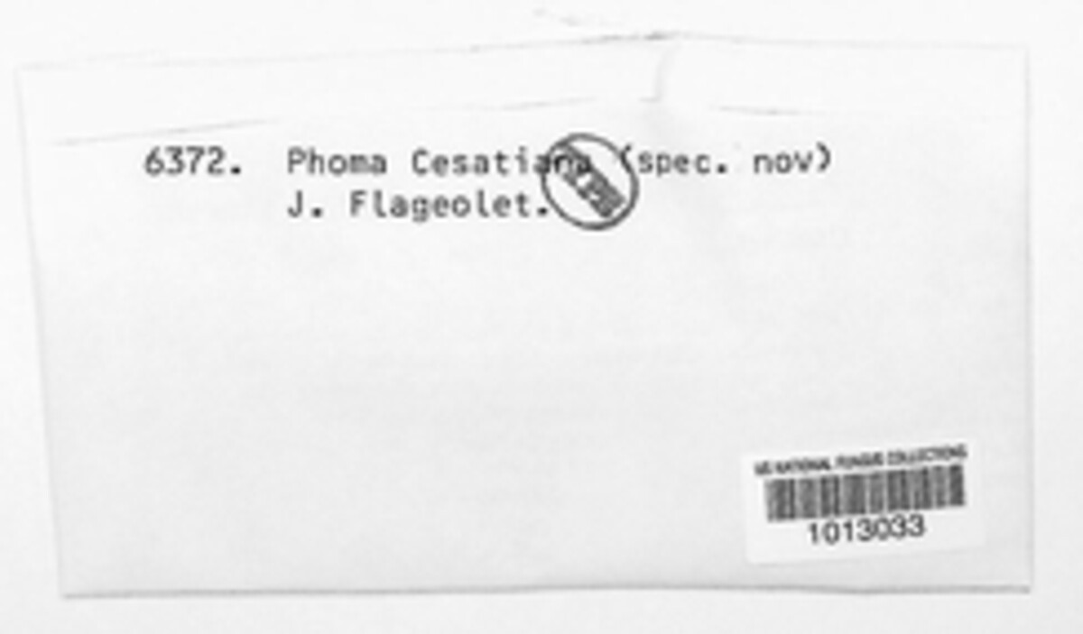 Phoma cesatiana image